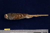 藏品(深山竹雞)的圖片